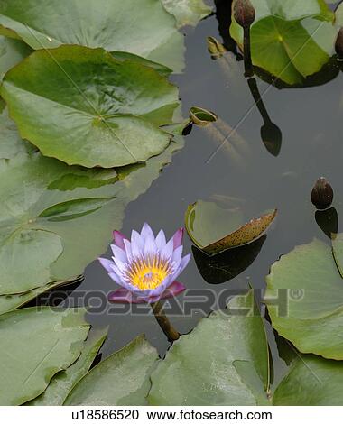 Water lily blossom View Large Photo Image Stock Image - Water lily blossom. Fotosearch