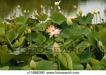 Water lily blossoms View Large Photo Image Stock Image - Water lily blossoms. Fotosearch
