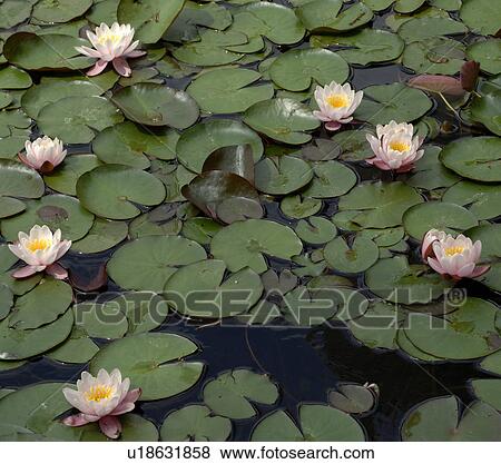 Water lily blossoms View Large Photo Image Stock Photo - Water lily blossoms. Fotosearch