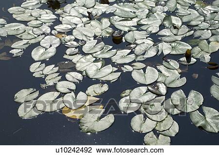 Water lily leaves on water View Large Photo Image Stock Image - Water lily leaves on water. Fotosearch