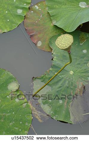 Stock Image - Water lily leaves on water. Fotosearch