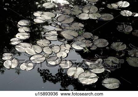 Stock Photograph - Water lily leaves on water. Fotosearch