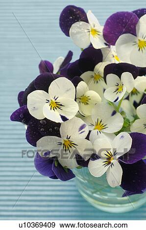 White and lilac pansies View Large Photo Image Stock Photo - White and lilac pansies. Fotosearch
