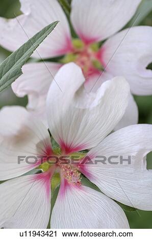 White blooming flowers View Large Photo Image Stock Image - White blooming flowers. Fotosearch