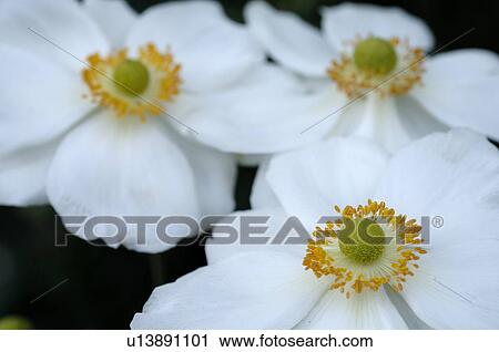 White blooming flowers View Large Photo Image Stock Image - White blooming flowers. Fotosearch