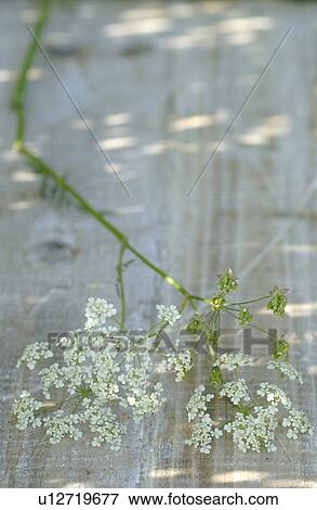 Stock Photo - White blooming plant. Fotosearch