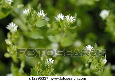 White blooming plant View Large Photo Image Stock Photo - White blooming plant. Fotosearch