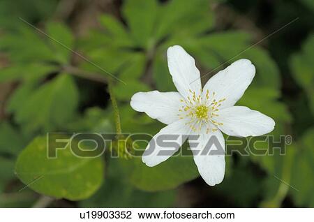White blossom View Large Photo Image Stock Image - White blossom. Fotosearch