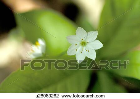 Stock Image - White blossom. Fotosearch