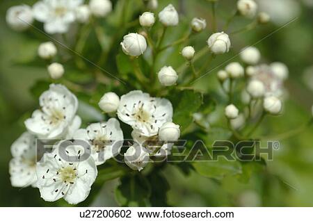 Stock Image - White blossoms. Fotosearch
