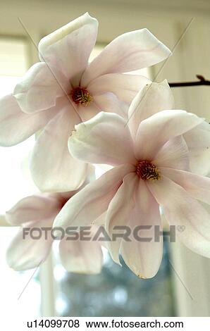 White blossoms View Large Photo Image Stock Photo - White blossoms. Fotosearch