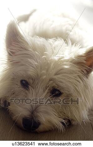 White dog laying View Large Photo Image Stock Image - White dog laying. Fotosearch