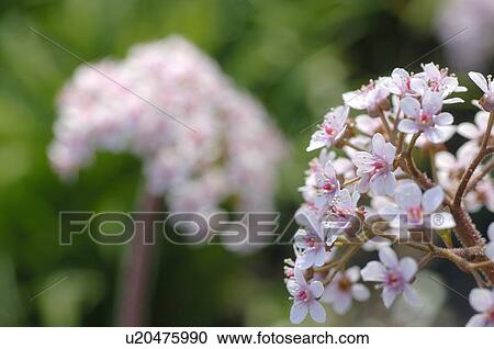 Stock Image - White flowers. Fotosearch