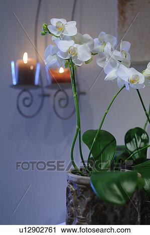 Stock Image - White Orchid. Fotosearch
