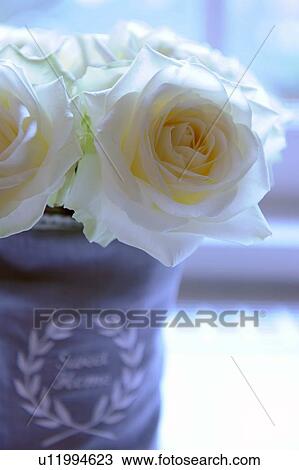 Stock Image - White roses. Fotosearch