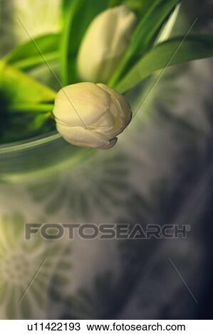 Stock Image - White tulip blossom. Fotosearch