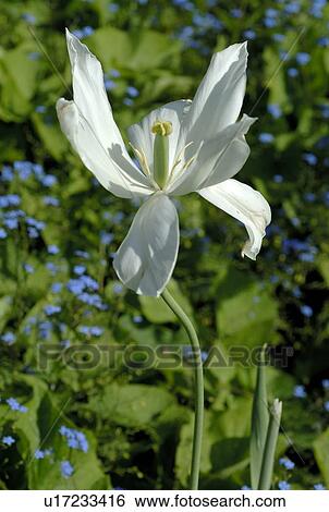 White tulip View Large Photo Image Stock Photograph - White tulip. Fotosearch