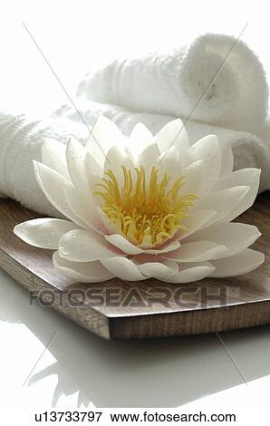 White water lily blossom and towels View Large Photo Image Stock Photo - White water lily blossom and towels. Fotosearch