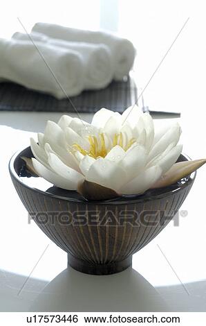White water lily blossom in bowl with water and towels View Large Photo Image Stock Photograph - White water lily blossom in bowl with water and towels. Fotosearch