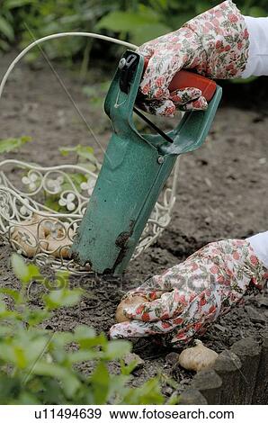 Stock Photo - Woman planting seedling. Fotosearch