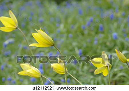 Yellow blooming flowers View Large Photo Image Stock Image - Yellow blooming flowers. Fotosearch