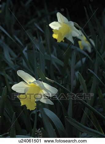 Stock Image - Yellow daffodils. Fotosearch