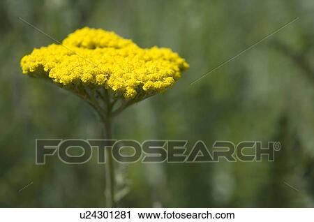 Yellow flower View Large Photo Image Stock Image - Yellow flower. Fotosearch