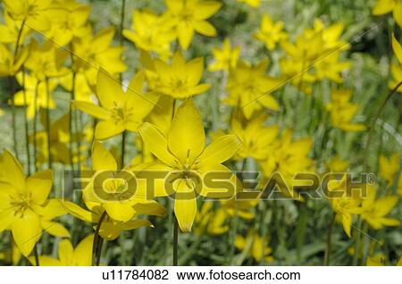 Yellow flowers in meadow View Large Photo Image Stock Image - Yellow flowers in meadow. Fotosearch