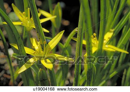 Yellow flowers View Large Photo Image Stock Photo - Yellow flowers. Fotosearch