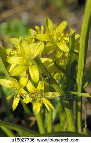 Yellow flowers View Large Photo Image Stock Photograph - Yellow flowers. Fotosearch
