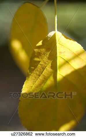 Stock Image - Yellow leaves of a tree. Fotosearch
