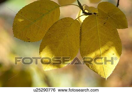Yellow leaves of a tree View Large Photo Image Stock Photograph - Yellow leaves of a tree. Fotosearch