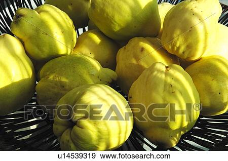 Stock Photo - Yellow quinces. Fotosearch