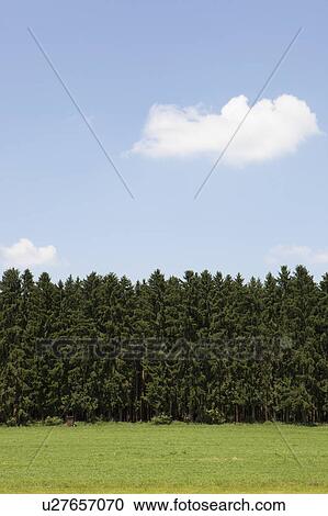 A coniferous forest View Large Photo Image Stock Image - A coniferous forest. Fotosearch