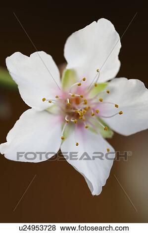 Almond blossom close-up View Large Photo Image Stock Photo - Almond blossom close-up. Fotosearch