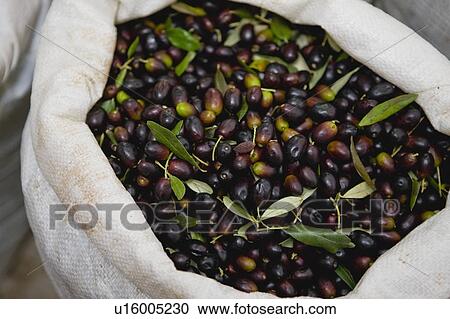 Bag filled with fresh olives View Large Photo Image Stock Image - Bag filled with fresh olives. Fotosearch