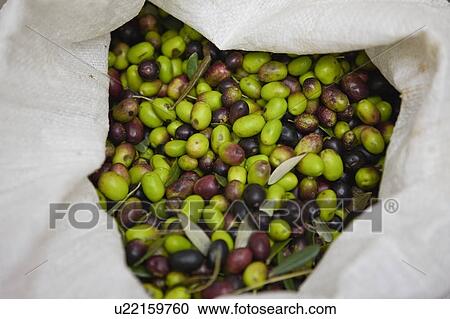 Bag filled with fresh olives View Large Photo Image Stock Image - Bag filled with fresh olives. Fotosearch