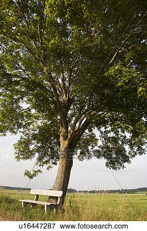 Bench in front of a tree View Large Photo Image Stock Photo - Bench in front of a tree. Fotosearch