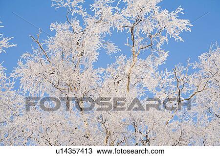 Birch tree branches covered with frost View Large Photo Image Stock Image - Birch tree branches covered with frost. Fotosearch