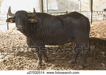 Bison for mozzarella production View Large Photo Image Picture - Bison for mozzarella production. Fotosearch