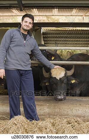 Stock Photograph - Bisons for mozzarella production. Fotosearch
