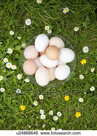 Bowl of eggs sitting in grass View Large Photo Image Stock Photo - Bowl of eggs sitting in grass. Fotosearch