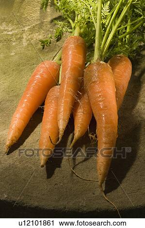 Carrot View Large Photo Image Stock Image - Carrot. Fotosearch