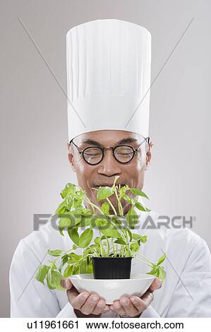 Chef with herb View Large Photo Image Stock Image - Chef with herb. Fotosearch