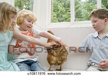 Children stroking a chicken View Large Photo Image Stock Photograph - Children stroking a chicken. Fotosearch