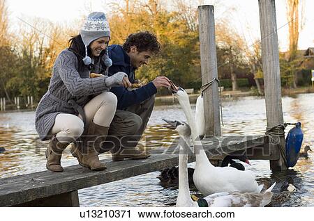 Couple feeding swans View Large Photo Image Stock Image - Couple feeding swans. Fotosearch