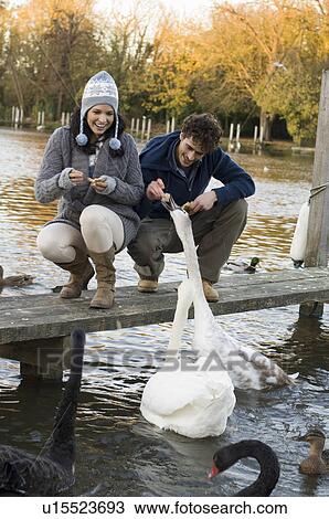 Stock Image - Couple feeding swans. Fotosearch