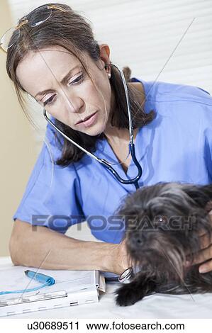 Stock Image - Doctor examining dog. Fotosearch