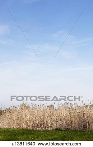 Stock Image - Dry reed. Fotosearch