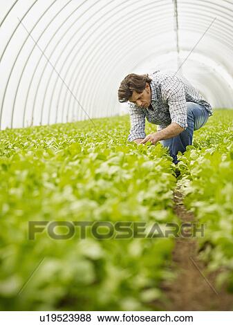 Farmer View Large Photo Image Stock Photo - Farmer. Fotosearch